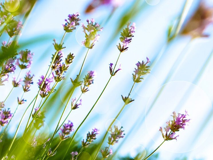 Kelly Roth – Spiritual Messenger